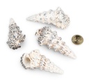 2146-Cerithium-nodulosum-Muscheln-und-Schnecken-zum-Basteln-und-Dekorieren-Schneckenhaus_3.jpg