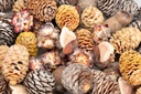 Dekozapfen-Mix aus Südafrika, verpackt m 2