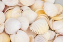 2195-Cardium-flavus--0-5kg--ca--3-5cm--ca--90-100-Stk-----Muschel-Cockles_2.jpg