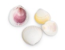 2195-Cardium-flavus--0-5kg--ca--3-5cm--ca--90-100-Stk-----Muschel-Cockles_3.jpg