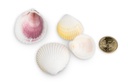 2195-Cardium-flavus--0-5kg--ca--3-5cm--ca--90-100-Stk-----Muschel-Cockles_4.jpg