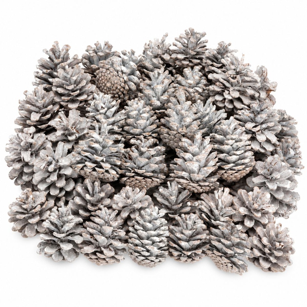 Tannenzapfen weiß 1 kg, ca. 50 Stück, 5-6 cm, Pinus nigra, gekalkt – Hauptbild
