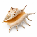 2203-Lambis-lambis--dunkel--Groesse-ca--10-13cm---Kleine-Teufelskralle_2.png