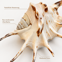 2203-Lambis-lambis--dunkel--Groesse-ca--10-13cm---Kleine-Teufelskralle_3.png