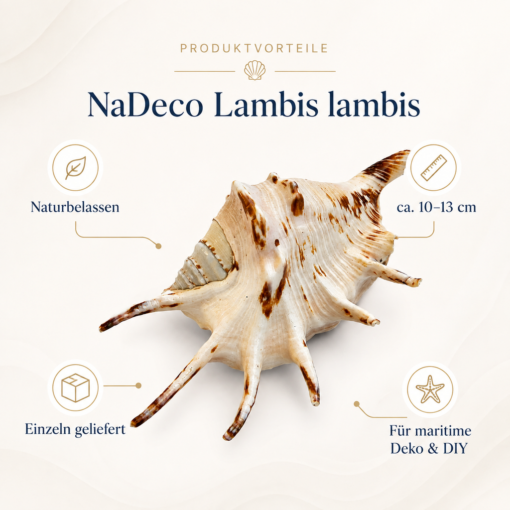 2203-Lambis-lambis--dunkel--Groesse-ca--10-13cm---Kleine-Teufelskralle_4.png