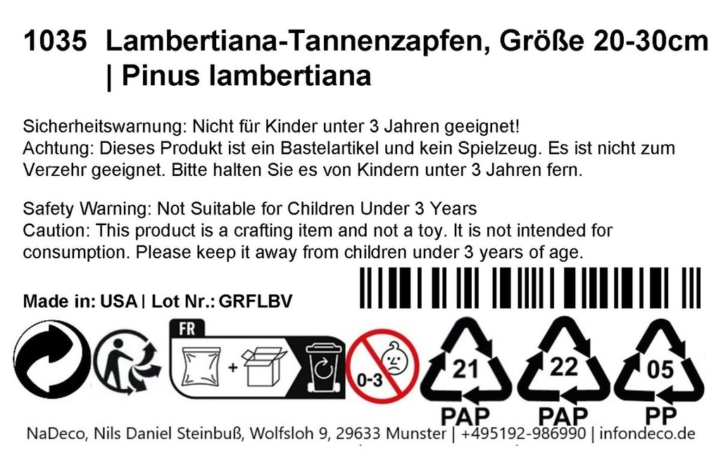 Lambertiana-Tannenzapfen, Größe 20-30cm  2