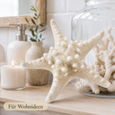 2336-Noppen-Seestern-gebleicht-18-22cm---Protoreaster-nodosus_3.png
