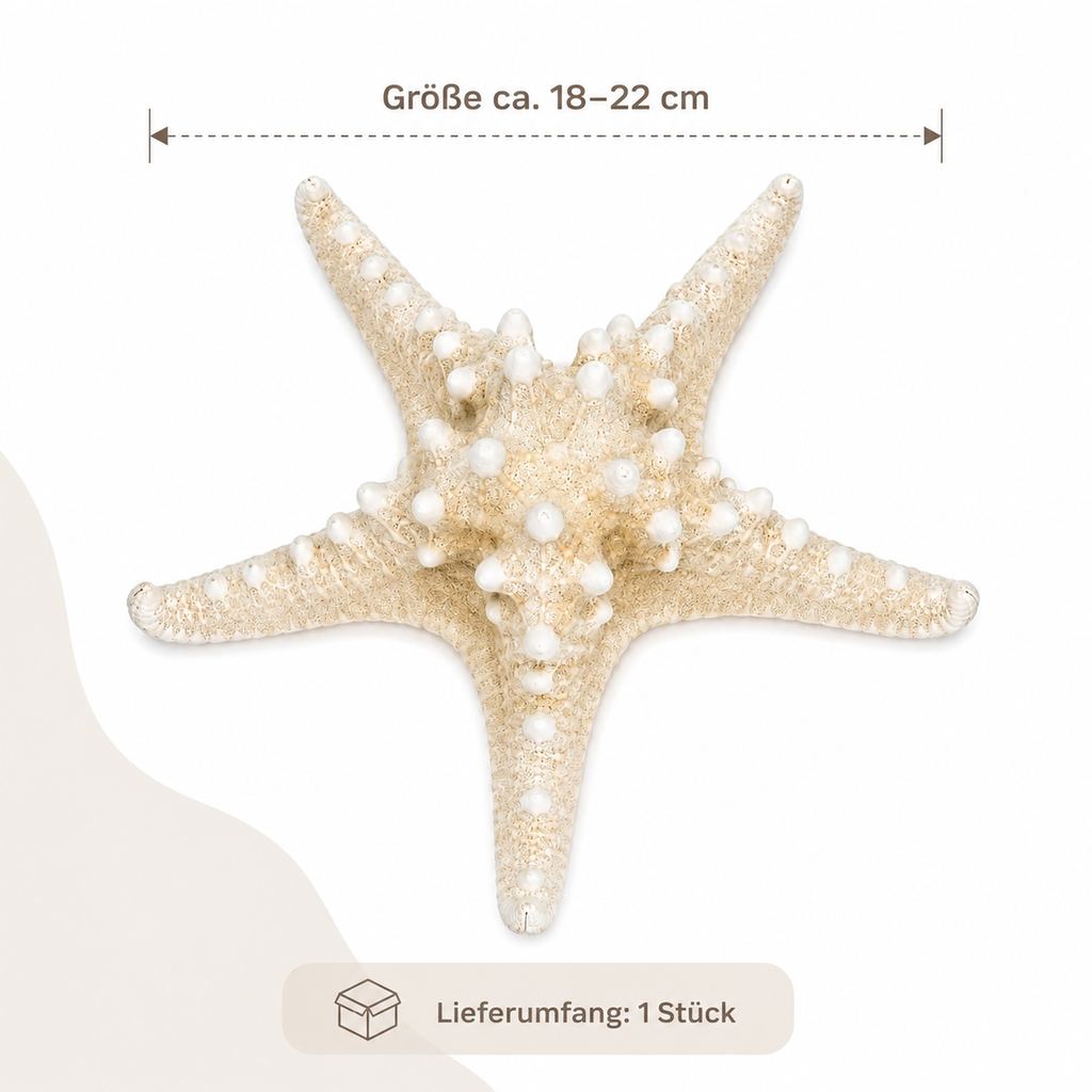 2336-Noppen-Seestern-gebleicht-18-22cm---Protoreaster-nodosus_2.png