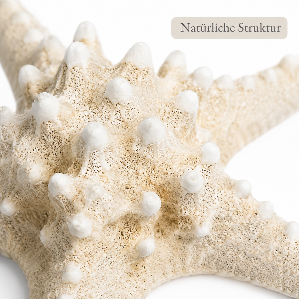 2336-Noppen-Seestern-gebleicht-18-22cm---Protoreaster-nodosus_4.png