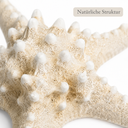 2336-Noppen-Seestern-gebleicht-18-22cm---Protoreaster-nodosus_4.png