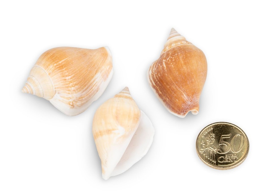 2397-Strombus-canarium---0-5kg--ca--5-6cm--ca--40-50-Stk----Fluegelschnecke_2.jpg