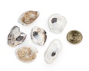 2409-Kleine-Austernschalen--verpackt-mit-0-5kg--Groesse-ca--2-4cm--Herkunft--tropischen-Westpazifik--Muschelschalen-sindan-den-Lippen--aufgebrochen----Crassostrea-gigas_3.jpg