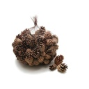 2461-Sylvestris-Zapfen--verpackt-mit-1-kg--ca--150-Stueck----Waldkiefer-Zapfen.jpg