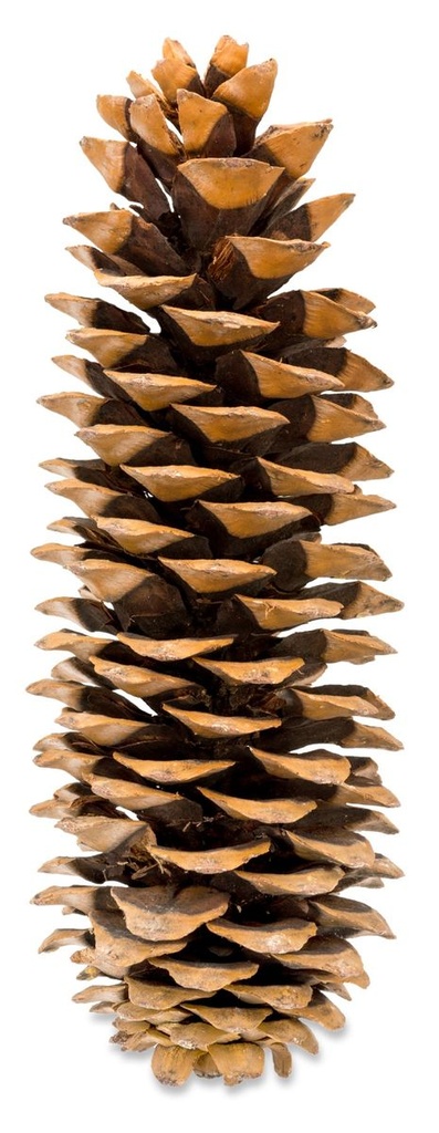 Lambertiana-Tannenzapfen, Größe 20-30cm  3