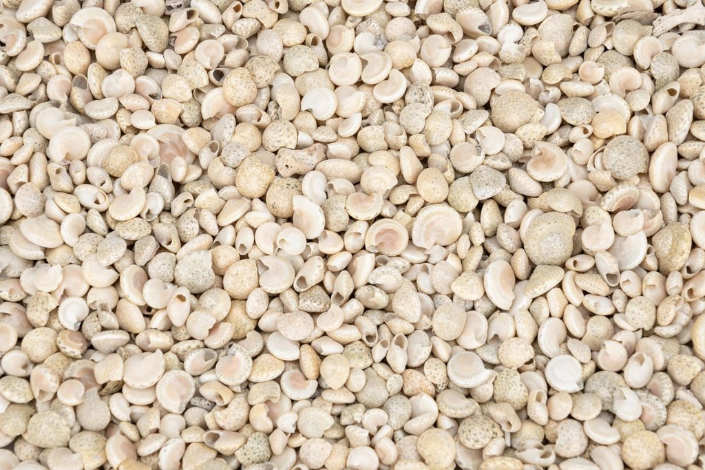 2514-Umbonium-vestiarium--Weiss--Gewicht-ca--0-5kg---Deko-Schnecken-_2.jpg