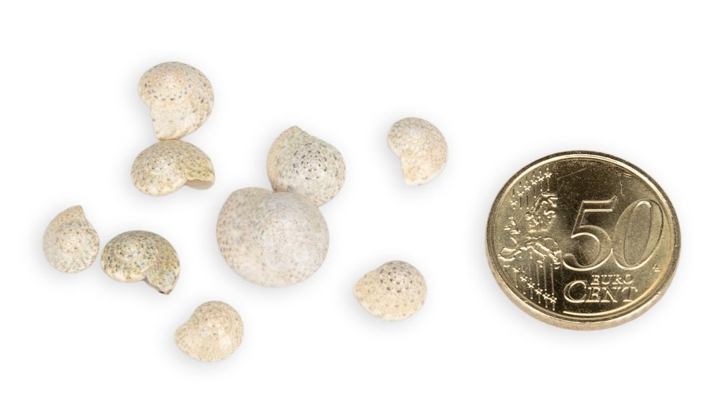 2514-Umbonium-vestiarium--Weiss--Gewicht-ca--0-5kg---Deko-Schnecken-_3.jpg