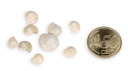 2514-Umbonium-vestiarium--Weiss--Gewicht-ca--0-5kg---Deko-Schnecken-_3.jpg
