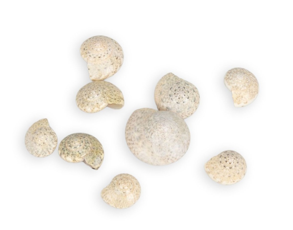 2514-Umbonium-vestiarium--Weiss--Gewicht-ca--0-5kg---Deko-Schnecken-_4.jpg