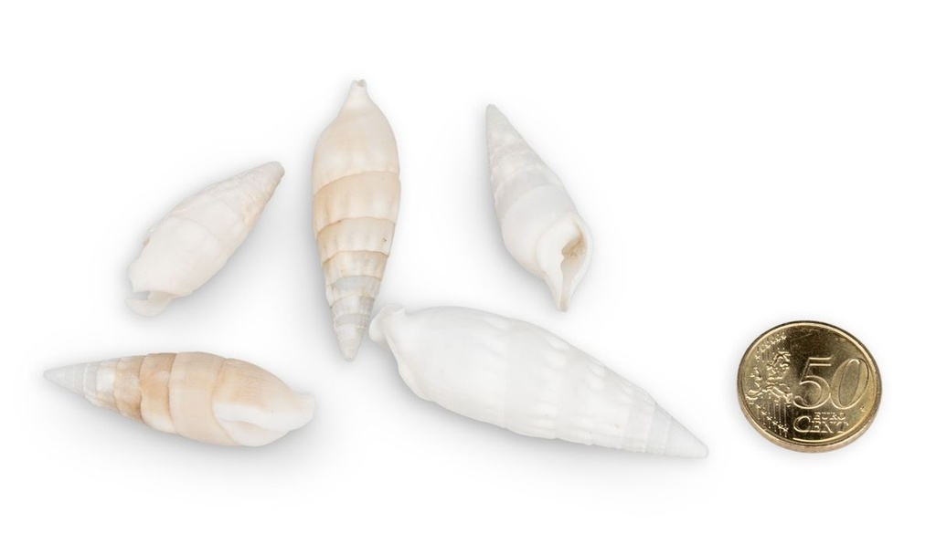 2522-Cerithium-vertagus--0-5kg--ca--3-5cm--ca--100-120-Stk----Deko-Schnecken_4.jpg