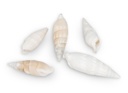 2522-Cerithium-vertagus--0-5kg--ca--3-5cm--ca--100-120-Stk----Deko-Schnecken_3.jpg