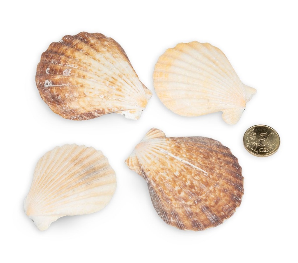 2556-Pecten-radula--0-5--kg---ca--5-7-cm--ca--20-25-Stk----Decatopecten-radula----Kammmuschel_2.jpg