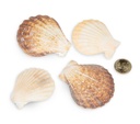 2556-Pecten-radula--0-5--kg---ca--5-7-cm--ca--20-25-Stk----Decatopecten-radula----Kammmuschel_2.jpg