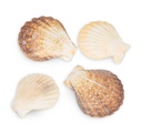2556-Pecten-radula--0-5--kg---ca--5-7-cm--ca--20-25-Stk----Decatopecten-radula----Kammmuschel_3.jpg