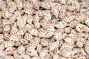 2557-Babylonia-areolata--Laenge-ca--2-5-cm--verpackt-mit-0-5-kg---Babylonische-Turm-Schnecke_3.jpg
