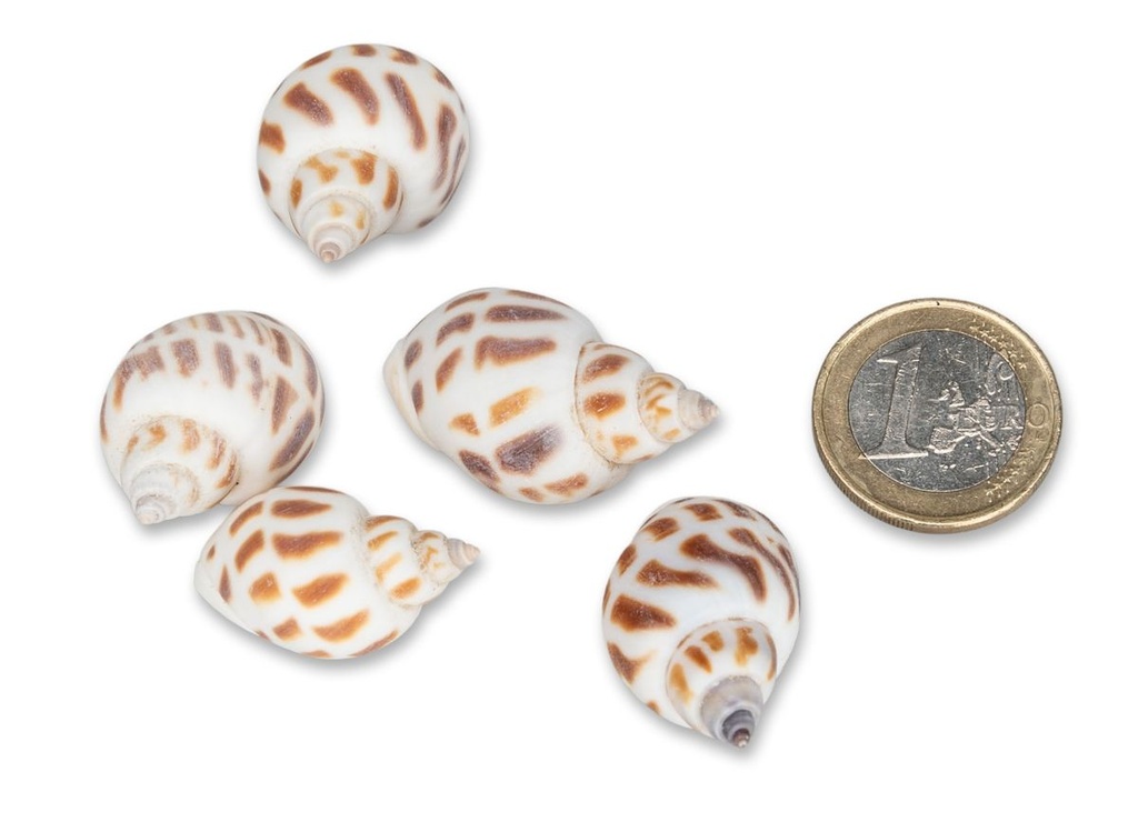 2557-Babylonia-areolata--Laenge-ca--2-5-cm--verpackt-mit-0-5-kg---Babylonische-Turm-Schnecke_4.jpg