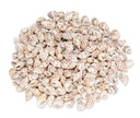2557-Babylonia-areolata--Laenge-ca--2-5-cm--verpackt-mit-0-5-kg---Babylonische-Turm-Schnecke_1.jpg