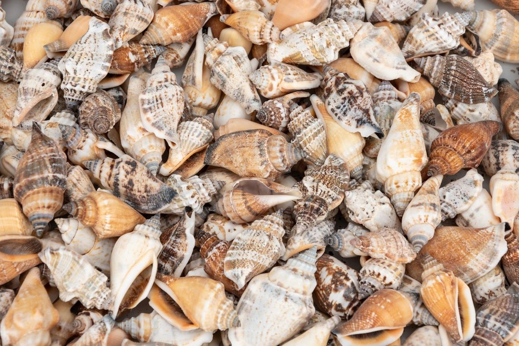 2560-Canarium-urceus--verpack-0-5-kg--Groesse-ca--2-4cm--ca--250-Stueck----Strombus-Schneckenhaeuser_2.jpg