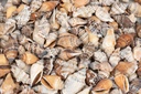 2560-Canarium-urceus--verpack-0-5-kg--Groesse-ca--2-4cm--ca--250-Stueck----Strombus-Schneckenhaeuser_2.jpg