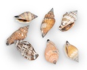 2560-Canarium-urceus--verpack-0-5-kg--Groesse-ca--2-4cm--ca--250-Stueck----Strombus-Schneckenhaeuser_3.jpg