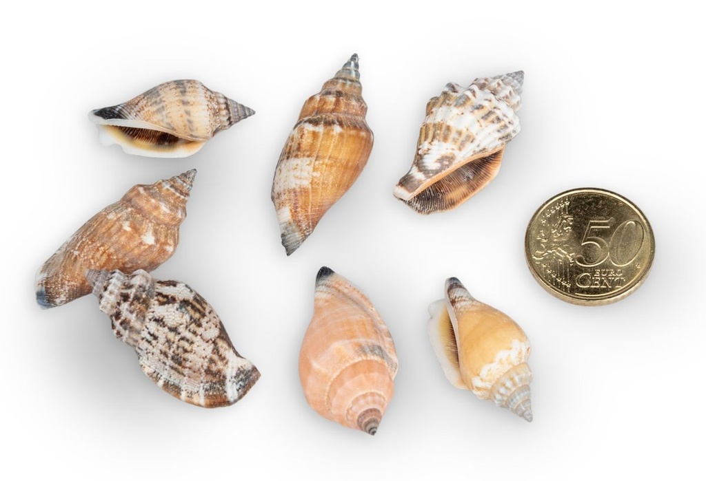 2560-Canarium-urceus--verpack-0-5-kg--Groesse-ca--2-4cm--ca--250-Stueck----Strombus-Schneckenhaeuser_4.jpg