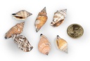 2560-Canarium-urceus--verpack-0-5-kg--Groesse-ca--2-4cm--ca--250-Stueck----Strombus-Schneckenhaeuser_4.jpg