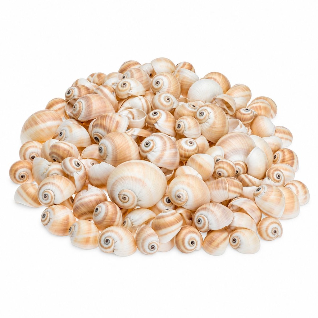 Mattukan Schnecken 1 kg, ca. 150 Stück, 2-5 cm, Natica vitellus – Hauptbild