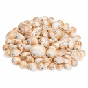 Mattukan Schnecken 1 kg, ca. 150 Stück, 2-5 cm, Natica vitellus – Hauptbild