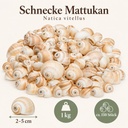 Mattukan Schnecken 1 kg, ca. 150 Stück, 2-5 cm, Natica vitellus – Maße