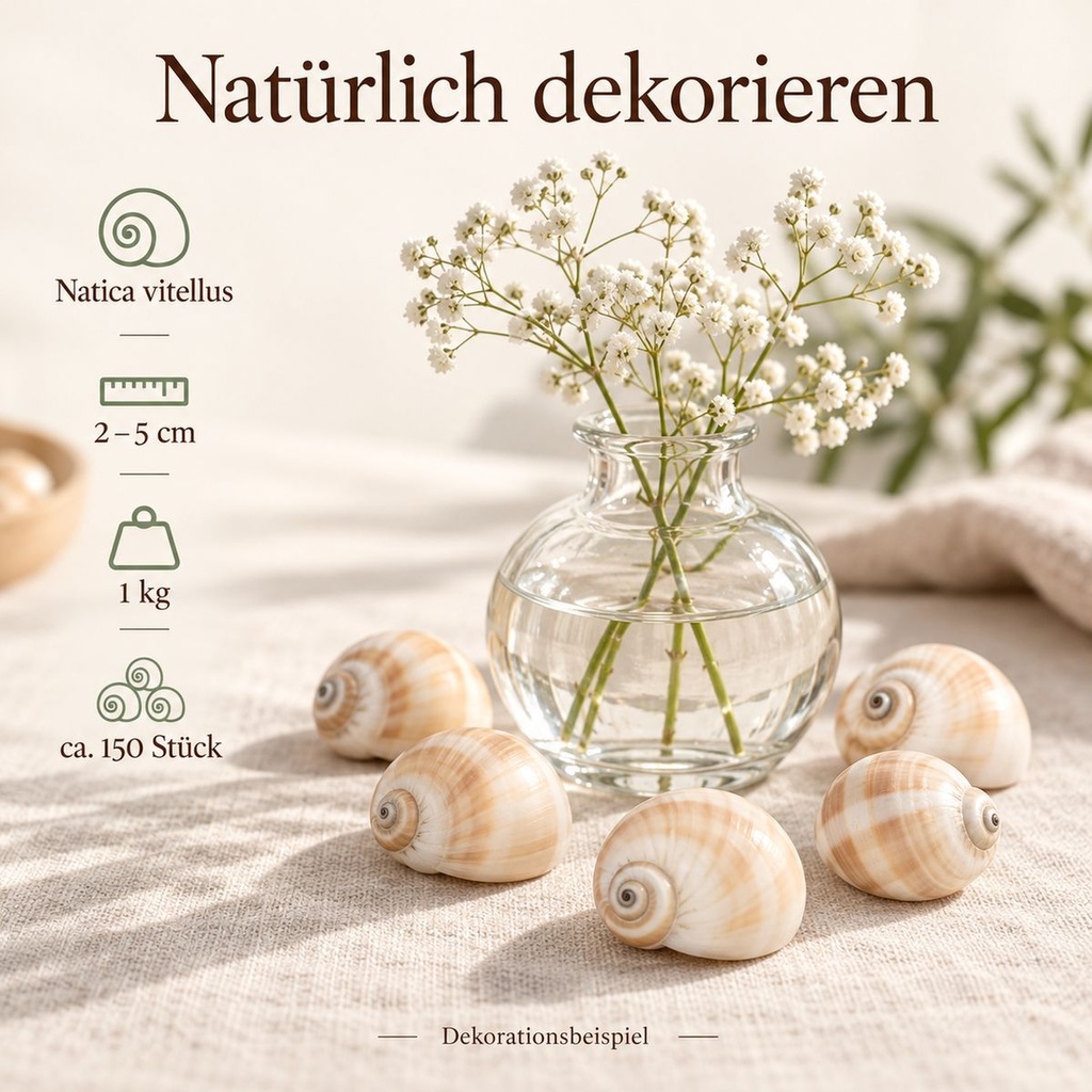 Mattukan Schnecken 1 kg, ca. 150 Stück, 2-5 cm, Natica vitellus – Anwendung 1