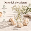 Mattukan Schnecken 1 kg, ca. 150 Stück, 2-5 cm, Natica vitellus – Anwendung 1