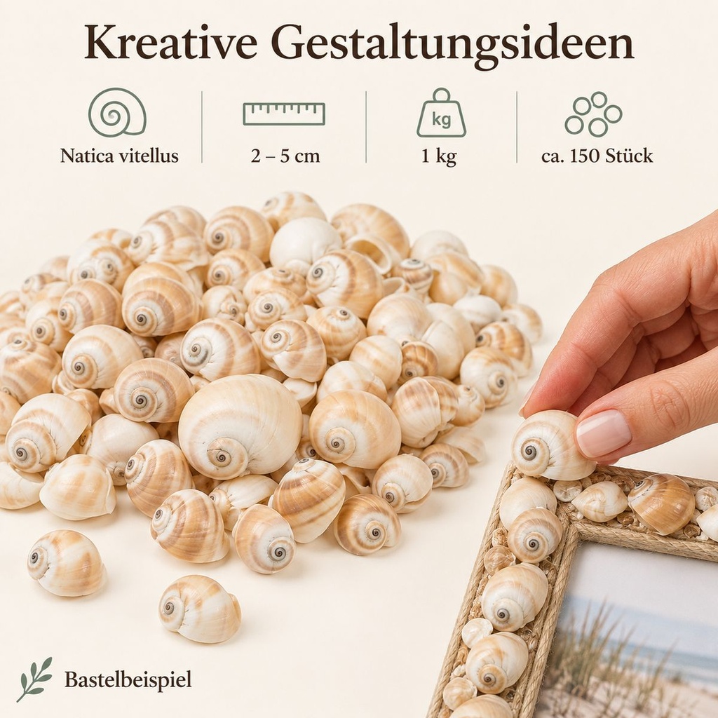 Mattukan Schnecken 1 kg, ca. 150 Stück, 2-5 cm, Natica vitellus – Anwendung 2