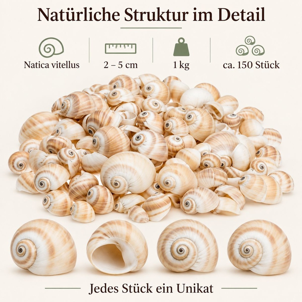 Mattukan Schnecken 1 kg, ca. 150 Stück, 2-5 cm, Natica vitellus – Detail