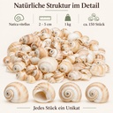 Mattukan Schnecken 1 kg, ca. 150 Stück, 2-5 cm, Natica vitellus – Detail