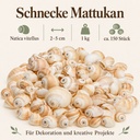 Mattukan Schnecken 1 kg, ca. 150 Stück, 2-5 cm, Natica vitellus – Eigenschaften