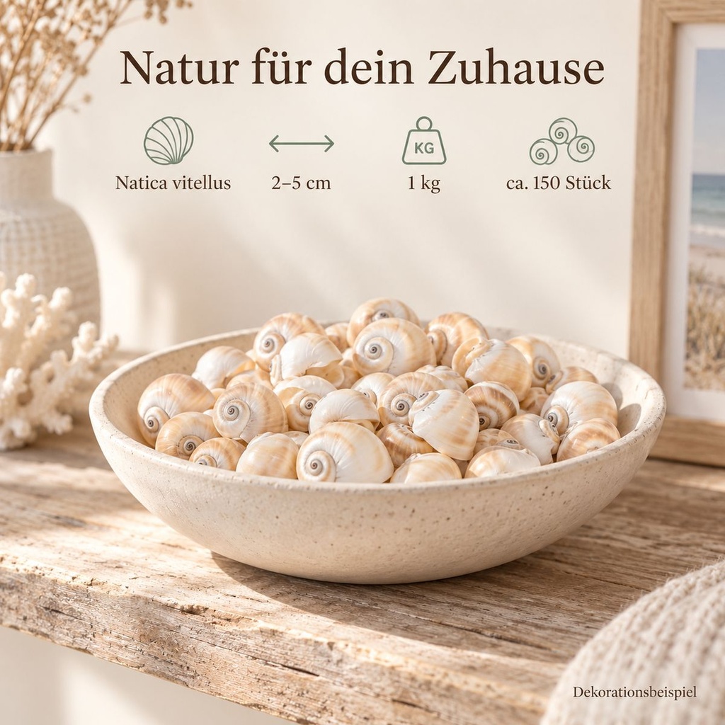Mattukan Schnecken 1 kg, ca. 150 Stück, 2-5 cm, Natica vitellus – Wohnszene