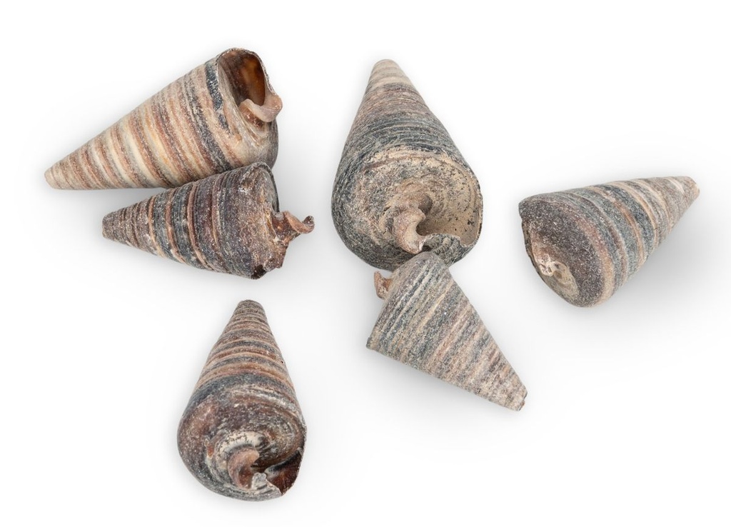 2592-Telescopium-telescopium---0-5kg--Gca--3-6cm--ca--50-60-Stk----Sedimentschnecke---Deko-Schneckenhaeuser_2.jpg