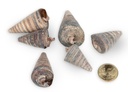 2592-Telescopium-telescopium---0-5kg--Gca--3-6cm--ca--50-60-Stk----Sedimentschnecke---Deko-Schneckenhaeuser_3.jpg