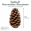 Pinus maritima 1 Stk. 10-14 cm Pinus pin 2
