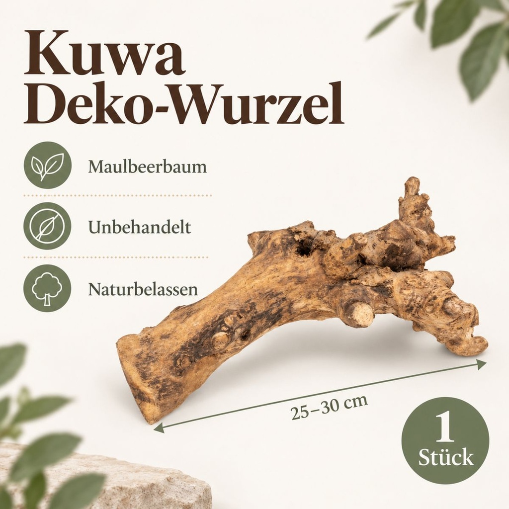 Kuwa Deko-Wurzel, Natur (Morus) – Maße und Liefermenge auf einen Blick