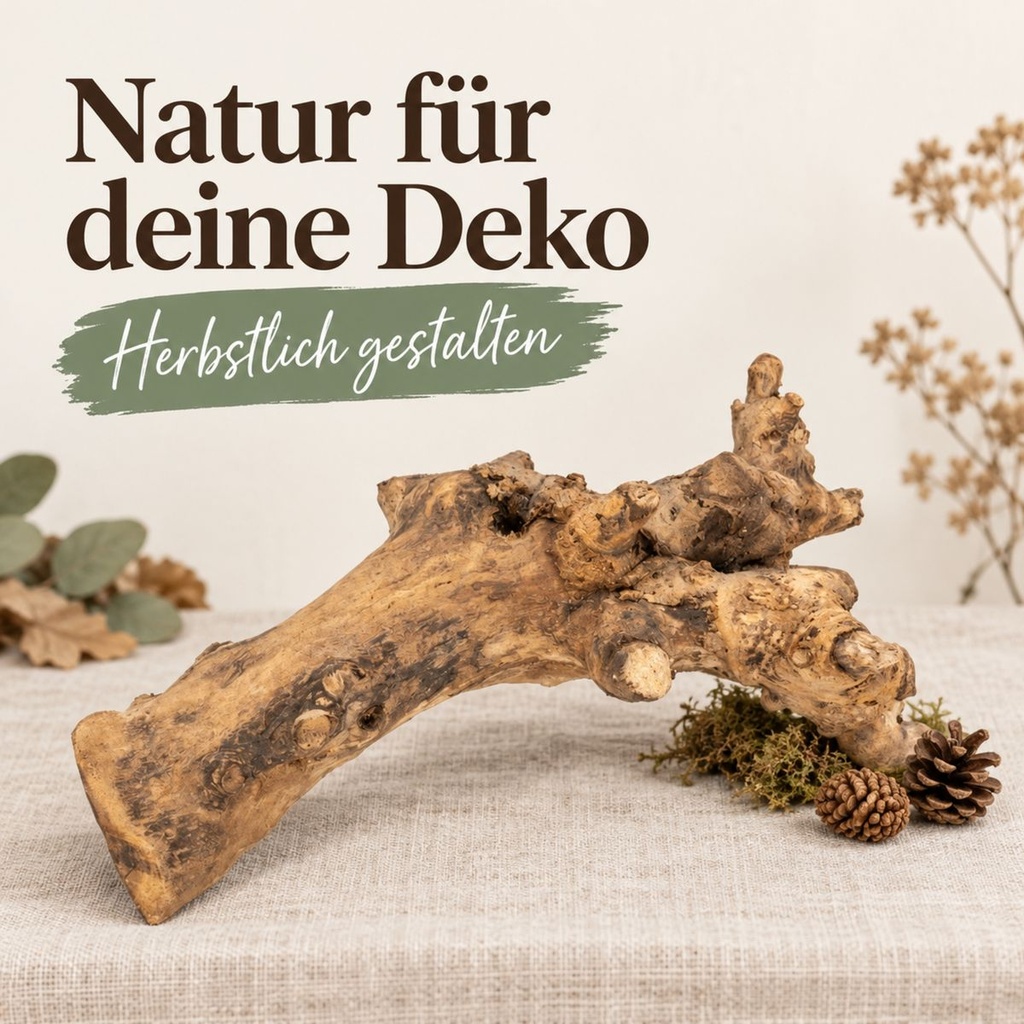 Kuwa Deko-Wurzel, Natur (Morus) – im Einsatz